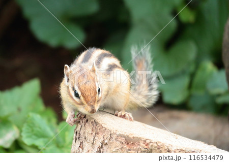 何かを見ているエゾシマリス 116534479