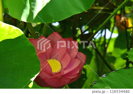 光と影が造る蓮の花の美しさ 116534480