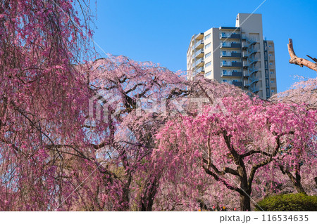 宮城県仙台市 桜が満開の榴岡公園 116534635