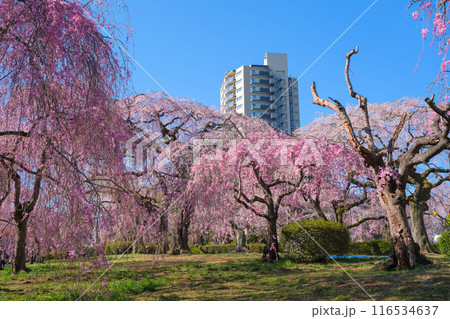 宮城県仙台市 桜が満開の榴岡公園 116534637