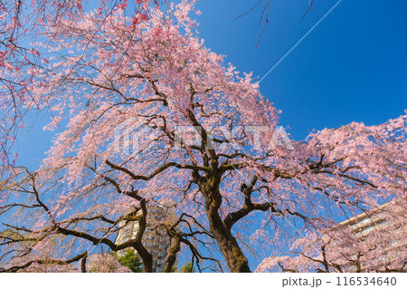 宮城県仙台市 桜が満開の榴岡公園 宮城県仙台市 桜が満開の榴岡公園 116534640