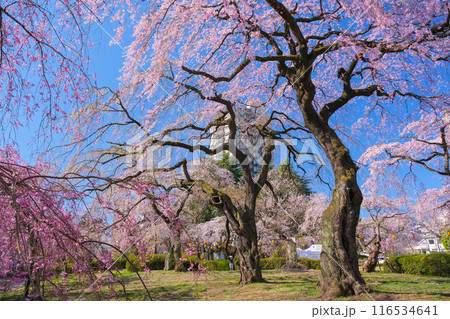 宮城県仙台市 桜が満開の榴岡公園 宮城県仙台市 桜が満開の榴岡公園 116534641