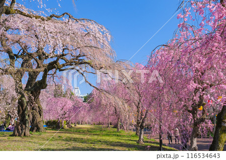 宮城県仙台市 桜が満開の榴岡公園 宮城県仙台市 桜が満開の榴岡公園 116534643