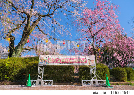宮城県仙台市 桜が満開の榴岡公園 宮城県仙台市 桜が満開の榴岡公園 116534645