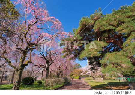 宮城県仙台市 桜が満開の榴岡公園 116534662