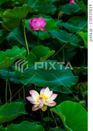 黒崎永田湿地自然公園のハスの花　【長崎市】 116535014