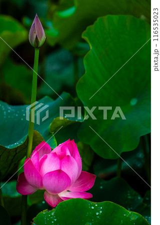 黒崎永田湿地自然公園のハスの花 【長崎市】 黒崎永田湿地自然公園のハスの花 【長崎市】 116535023