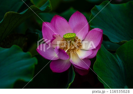 黒崎永田湿地自然公園のハスの花　【長崎市】 116535028