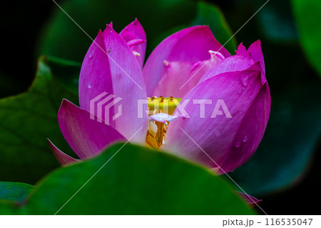 黒崎永田湿地自然公園のハスの花　【長崎市】 116535047