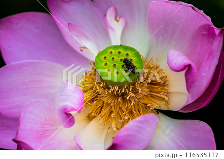 黒崎永田湿地自然公園のハスの花 【長崎市】 黒崎永田湿地自然公園のハスの花 【長崎市】 116535117