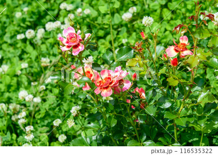 Rosebuds on the background of lush greenery on a summer day. 116535322