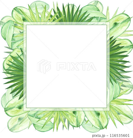 Hand drawn watercolor tropical leaves frame border isolated on white background. Can be used for post card, label, scrapbook and other printed products. 116535601