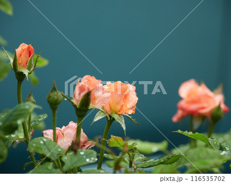 夏の雨の日の庭の満開のバラの花の風景 116535702
