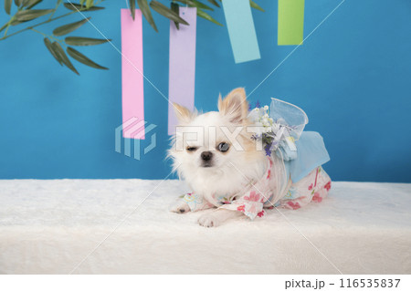 七夕祭りの笹とウインクをするチワワのルナ 116535837