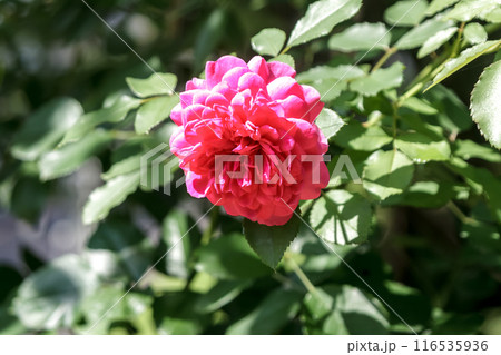 満開に向かって勢いがある紅いバラの花びら【バラ科】 満開に向かって勢いがある紅いバラの花びら【バラ科】 116535936