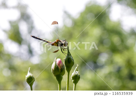 ムギワラトンボと呼ばれるシオカラトンボの雌がバラの蕾に停まっている ムギワラトンボと呼ばれるシオカラトンボの雌がバラの蕾に停まっている 116535939