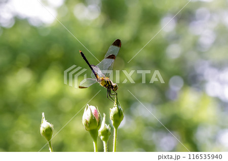 ムギワラトンボと呼ばれるシオカラトンボの雌がバラの蕾に停まっている 116535940