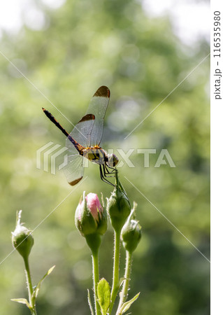 ムギワラトンボと呼ばれるシオカラトンボの雌がバラの蕾に停まっている ムギワラトンボと呼ばれるシオカラトンボの雌がバラの蕾に停まっている 116535980