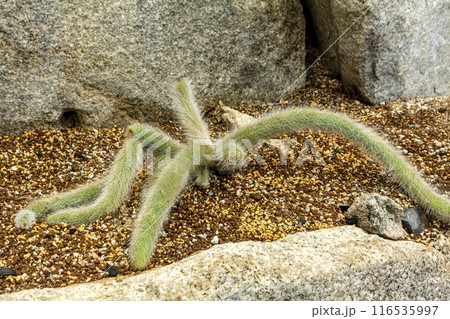 猫のしっぽと呼ばれるヒルデウィンティラ ヒモサボテン 116535997