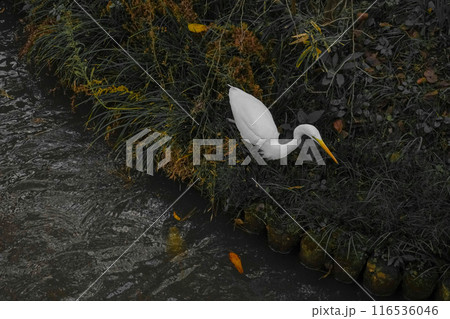 白鷺の探索 白鷺の探索 116536046