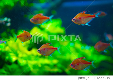 群れをなす熱帯魚 群れをなす熱帯魚 116536049