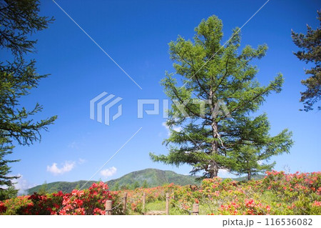 甘利山 116536082