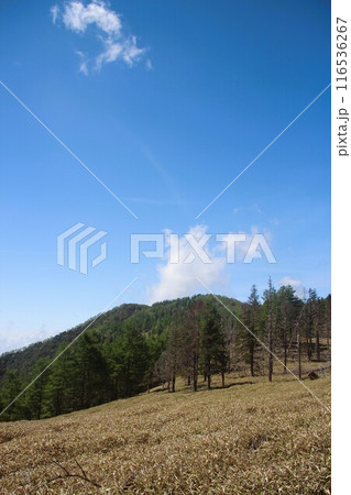 千頭星山 116536267