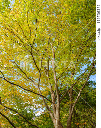 紅葉のイメージ 116536381