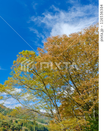 紅葉のイメージ 紅葉のイメージ 116536384