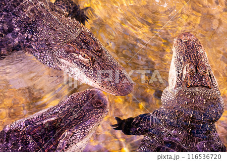 Three crocodiles in shallow water, showing textured details in their natural habitat 116536720