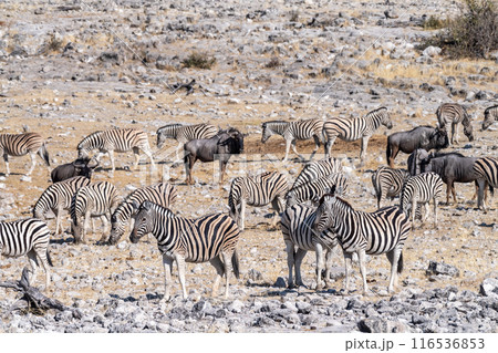 Zebras near the Homob Fountain waterhole in Etosha Zebras near the Homob Fountain waterhole in Etosha 116536853