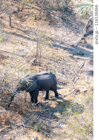 Aerial shot of an African elephant 116536866