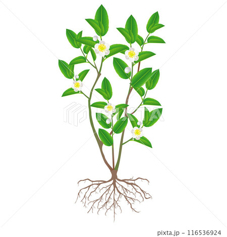 A bush of green tea with roots and flowers, flowering (Camellia sinensis) on a white background. 116536924