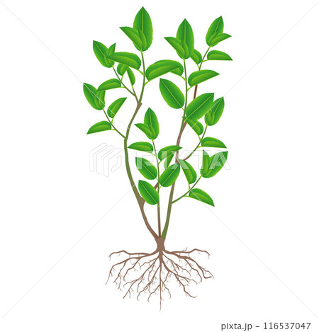 A bush of green tea with roots on a white background. A bush of green tea with roots on a white background. 116537047