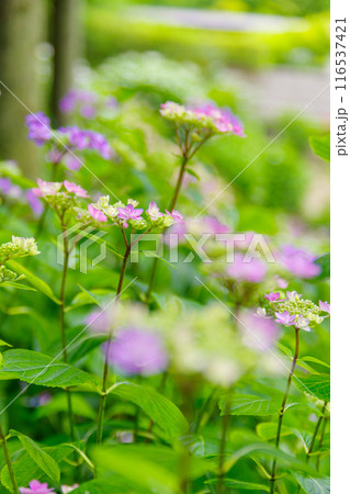 梅雨の晴れ間に咲く紫陽花 116537421