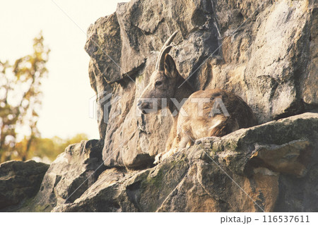 wild goat on rocks 116537611