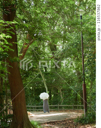 夏の昼の公園の散策道で日傘を持って散歩する一人のシニア女性の姿と森の風景 116537862