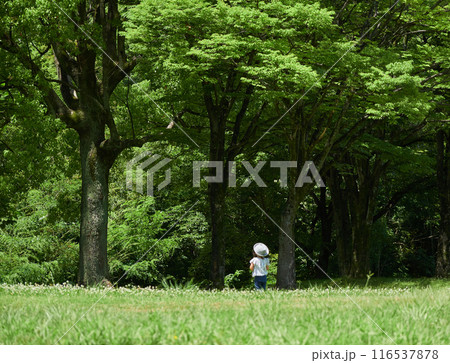夏の公園で楽しく遊んでいる保育園の園児の姿 夏の公園で楽しく遊んでいる保育園の園児の姿 116537878
