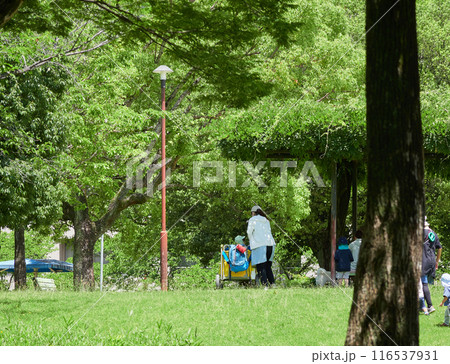 夏の公園で楽しく遊んでいる保育園の園児と先生の姿 116537931