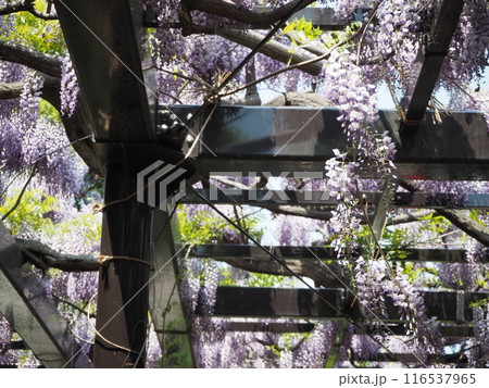樹齢200年の天神藤の花 樹齢200年の天神藤の花 116537965