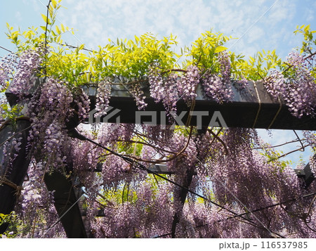 樹齢200年の天神藤の花 樹齢200年の天神藤の花 116537985