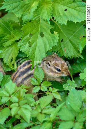こちらを見つめるエゾシマリス 116538014