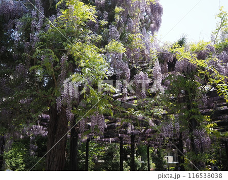 樹齢200年の天神藤の花 樹齢200年の天神藤の花 116538038