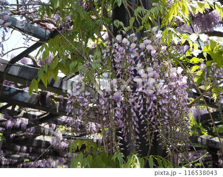 樹齢200年の天神藤の花 樹齢200年の天神藤の花 116538043