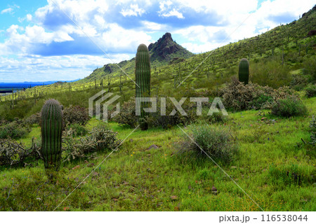 Sonora Desert Arizona Picacho Peak State Park 116538044