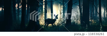 朝もやの森の中、森の中に佇む鹿のシルエット 朝もやの森の中、森の中に佇む鹿のシルエット 116538261