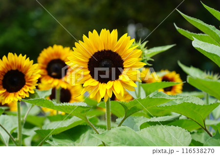 山下公園のヒマワリ 116538270