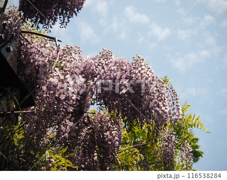 樹齢200年の天神藤の花 116538284