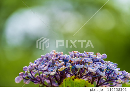青い紫陽花 116538301