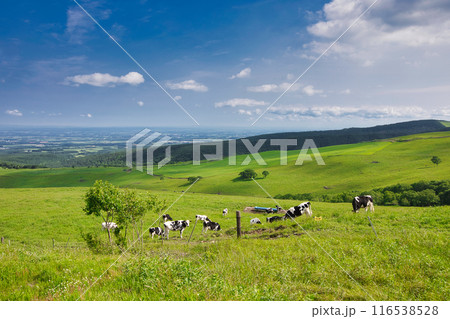 ナイタイ高原牧場 116538528